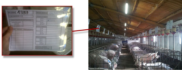 2- Each sow in stalls must have its identifcation card